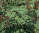 Common Burdock